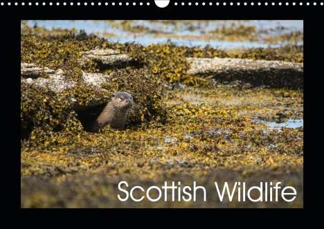 Anthony Robson: Robson, A: Scottish Wildlife (Wall Calendar 2020 DIN A3 Land, Kalender