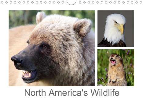Carsten Braue: Braue, C: North America's Wildlife (Wall Calendar 2021 DIN A, Kalender