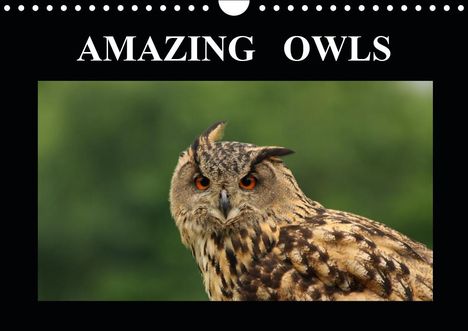 Elaine Hagget: Hagget, E: AMAZING OWLS (Wall Calendar 2021 DIN A4 Landscape, Kalender