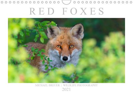 Christina Krutz: Krutz, C: Red Foxes 2021 (Wall Calendar 2021 DIN A4 Landscap, Kalender