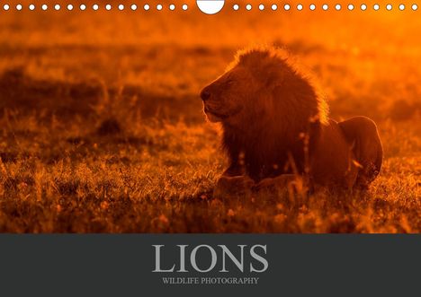 Christina Krutz: Krutz, C: Lions Wildlife Photography (Wall Calendar 2021 DIN, Kalender