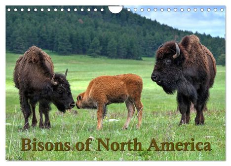 Dieter Wilczek: Bisons of North America (Wall Calendar 2025 DIN A4 landscape), CALVENDO 12 Month Wall Calendar, Kalender