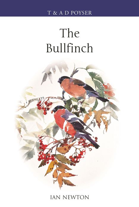 „T & A D Poyser“, „The Bullfinch“, „Ian Newton“. Aquarell von zwei Gimpeln auf einem Ast mit roten Beeren.