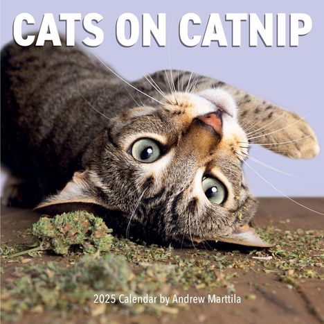 Andrew Marttila: Cats on Catnip Wall Calendar 2025, Kalender