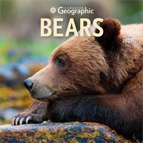 „CANADIAN GEOGRAPHIC BEARS 2027“. Ein Braunbär, der entspannt auf einem Felsen liegt.