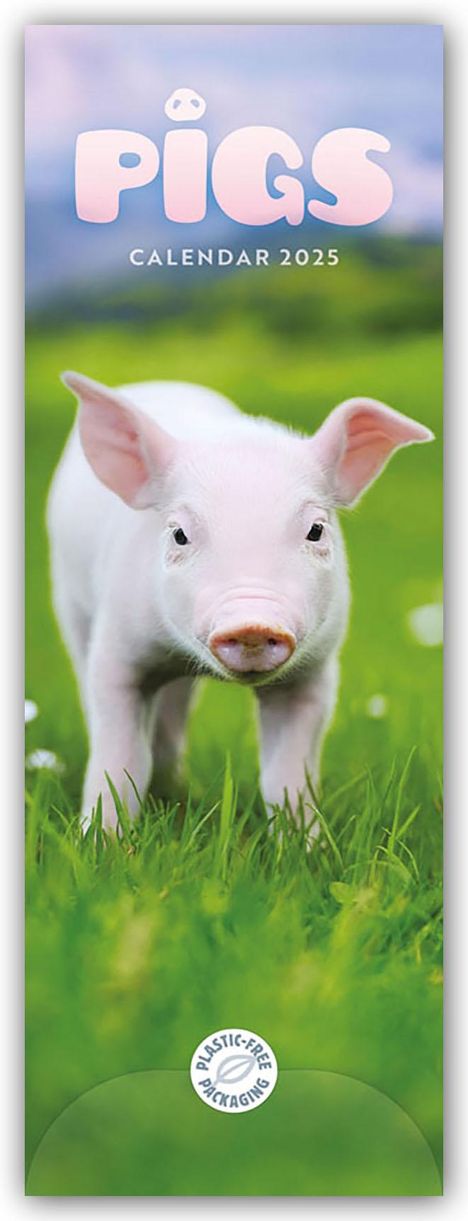 Carousel Calendar: Pigs - Ferkel - Schweinchen 2025 - Slimline-Kalender, Kalender