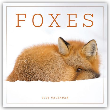 Carousel Calendar: Foxes - Füchse 2025 - Wand-Kalender, Kalender