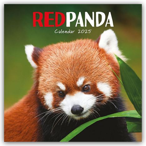 Carousel Calendar: Red Panda - Rote Pandas - Rote Pandabären 2025 - Wand-Kalender, Kalender