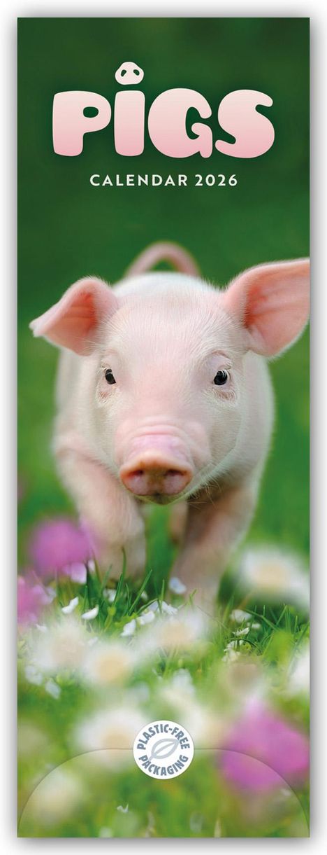 Carousel Calendar: Pigs - Ferkel - Schweinchen 2026 - Slimline-Kalender, Kalender