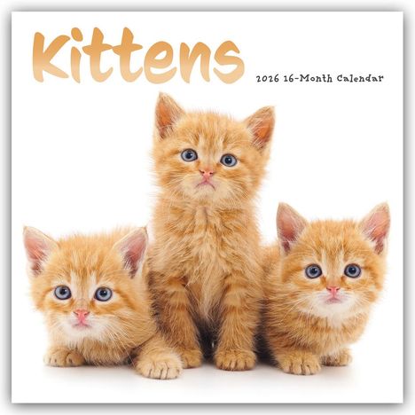 Carousel Calendar: Kittens - Kätzchen - Katzenjunge - Katzenbabys 2026 - Wand-Kalender, Kalender