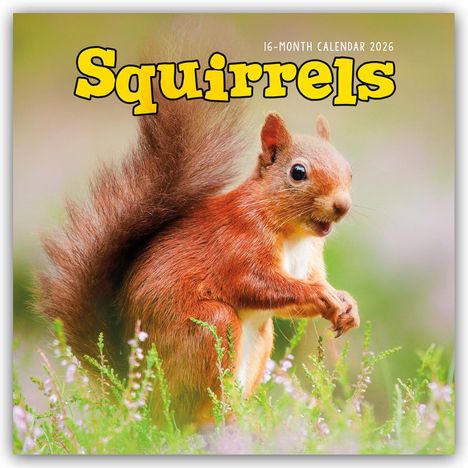 Carousel Calendar: Squirrels - Eichhörnchen 2026 - Wand-Kalender, Kalender