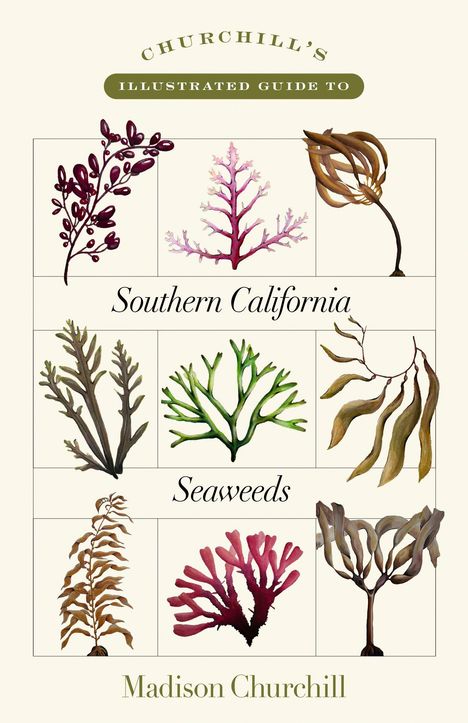 "Churchill’s Illustrated Guide to Southern California Seaweeds." Illustration verschiedener Algenarten in Kästchen.