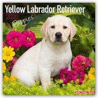 Yellow Labrador Retriever Puppies - Weiße Labradorwelpen 2020, Buch