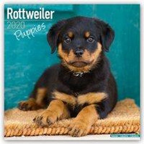 Rottweiler Puppies - Rottweiler Welpen 2020, Buch