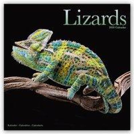 Avonside Publishing Ltd: Lizards Calendar 2020, Buch