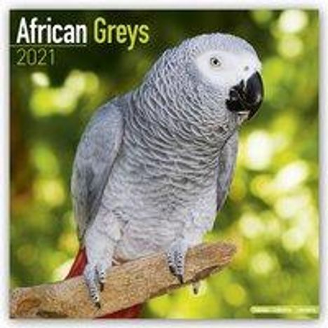 African Greys - Graupapageien 2021, Kalender