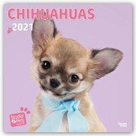 Myrna Huijing: Huijing, M: Too Cute Chihuahua - Chihuahuas 2021 - 18-Monats, Kalender