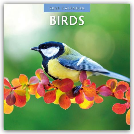 Birds - Vögel 2025 - 16-Monatskalender, Kalender