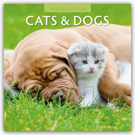 Robin Red: Cats &amp; Dogs - Katzen &amp; Hunde 2025 - 16-Monatskalender, Kalender