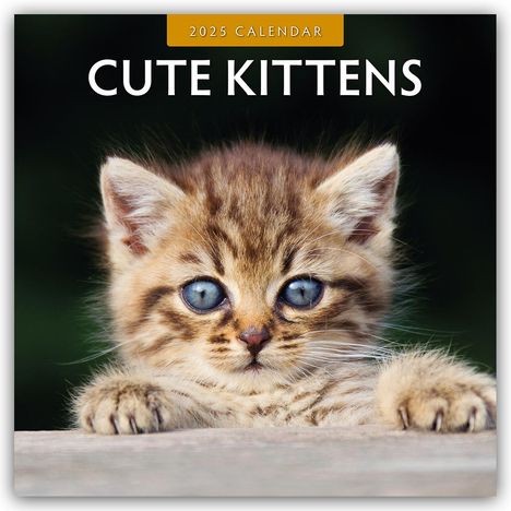 Robin Red: Cute Kittens - Niedliche Kätzchen 2025 - 16-Monatskalender, Kalender