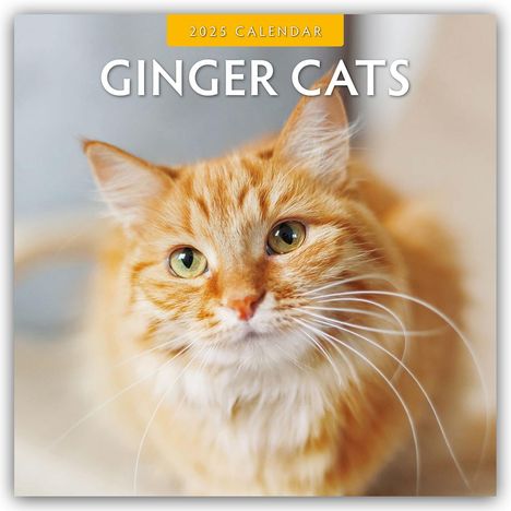 Ginger Cats - Rote Katzen - Gingerkatzen 2025 - 16-Monatskalender, Kalender