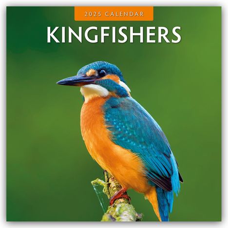 Kingfishers - Eisvögel 2025 - 16-Monatskalender, Kalender