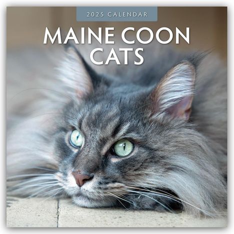 Robin Red: Maine Coon Cats - Maine Coon Katzen 2025 - 16-Monatskalender, Kalender