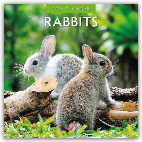 Rabbits - Hasen - Kaninchen 2025 - 16-Monatskalender, Kalender