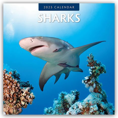 Robin Red: Sharks - Haie 2025 - 16-Monatskalender, Kalender