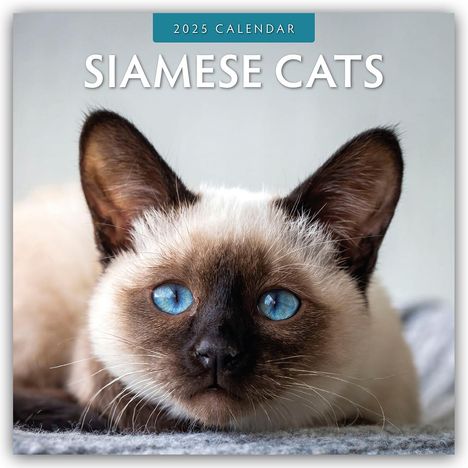 Siamese Cats - Siamkatzen - Siamesische Katzen 2025 - 16-Monatskalender, Kalender