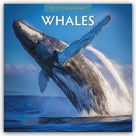 Robin Red: Whales - Wale 2025 - 16-Monatskalender, Kalender