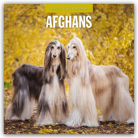 Afghans - Afghanischer Windhund 2025 - 16-Monatskalender, Kalender