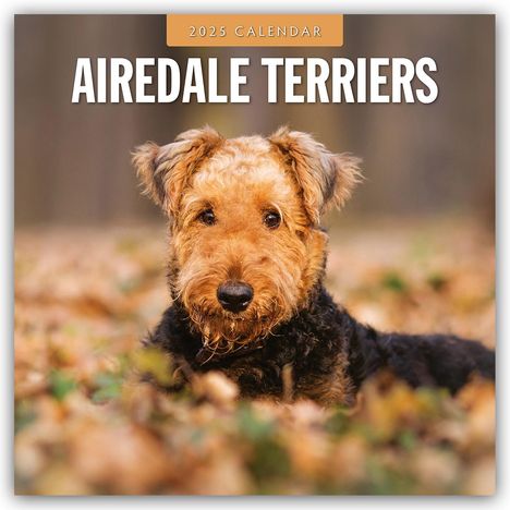 Airdale Terriers - Airdale Terrier 2025 - 16-Monatskalender, Kalender