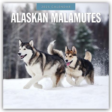 Alaskan Malamutes - Alaskischer Malamute 2025 - 16-Monatskalender, Kalender