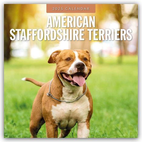 American Staffordshire Terriers - American Staffordshire Terrier 2025 - 16-Monatskalender, Kalender