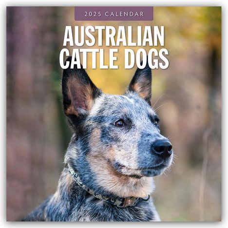 Australian Cattle Dogs - Australian Cattle Dog 2025 - 16-Monatskalender, Kalender