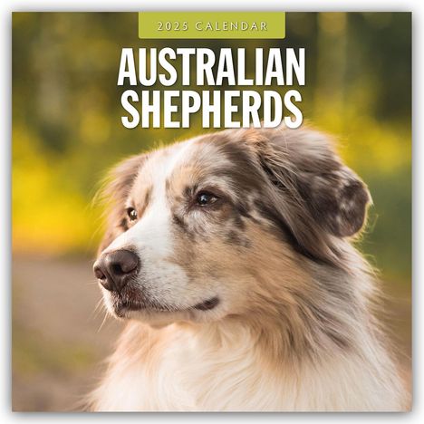 Australian Shepherds - Australian Shepherd 2025 - 16-Monatskalender, Kalender