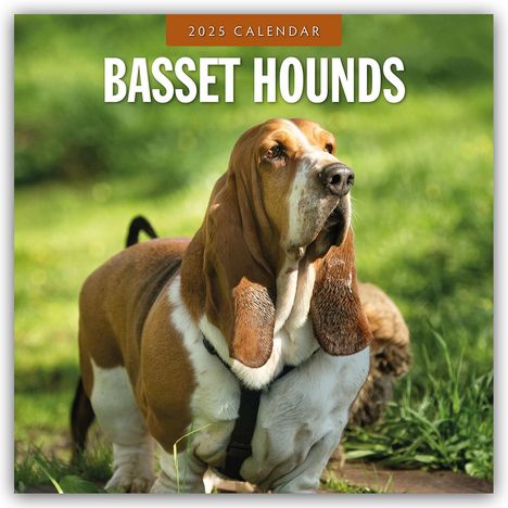 Basset Hounds - Basset Hound 2025 - 16-Monatskalender, Kalender