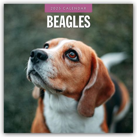 Beagles - Beagle 2025 - 16-Monatskalender, Kalender