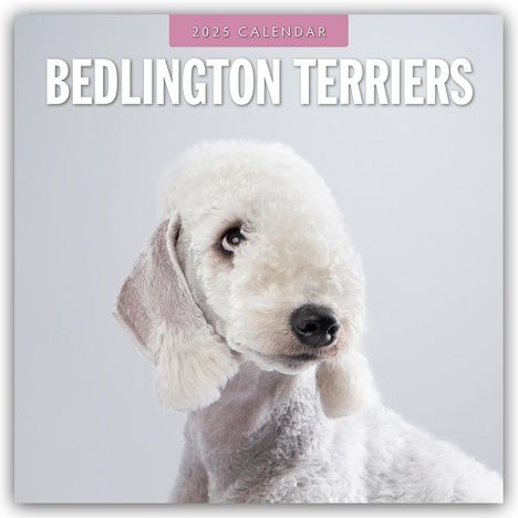 Bedlington Terrier - Bedlington Terriers 2025 - 16-Monatskalender, Kalender