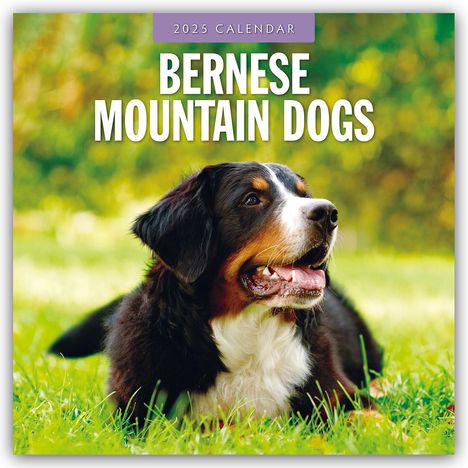 Bernese Mountain Dog - Berner Sennenhund 2025 - 16-Monatskalender, Kalender