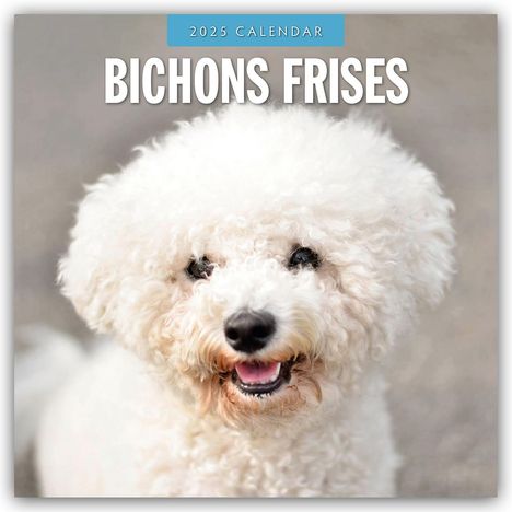 Bichon Frisés - Bichon Frisé 2025 - 16-Monatskalender, Kalender