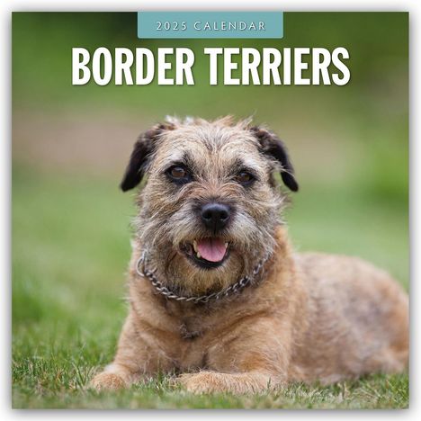 Border Terriers - Border Terrier 2025 - 16-Monatskalender, Kalender