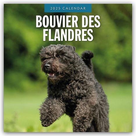 Robin Red: Bouvier des Flandres 2025 - 16-Monatskalender, Kalender