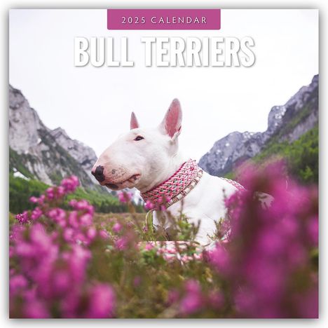 Bull Terriers - Bullterrier 2025 - 16-Monatskalender, Kalender