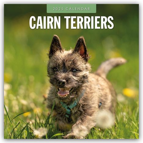 Robin Red: Cairn Terriers - Cairn Terrier 2025 - 16-Monatskalender, Kalender