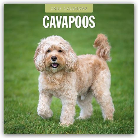 Cavapoos - Cavapoo 2025 - 16-Monatskalender, Kalender