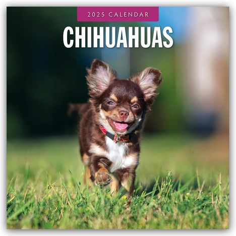 Chihuahuas - Chihuahua 2025 - 16-Monatskalender, Kalender