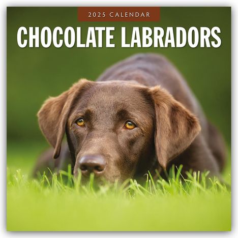 Chocolate Labrador Retrievers - Schokoladenbraune Labrador Retriever 2025 - 16-Monatskalender, Kalender