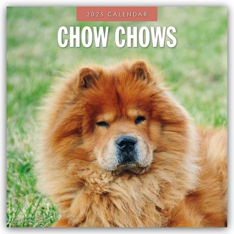 Chow Chows - Chow Chow 2025 - 16-Monatskalender, Kalender